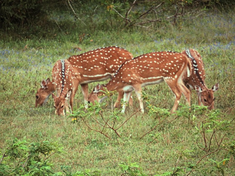 G (127) Chital deer- Yala NP.JPG